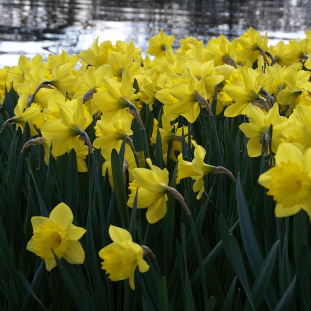 Narcissus 'Swanbury Yellow' plant