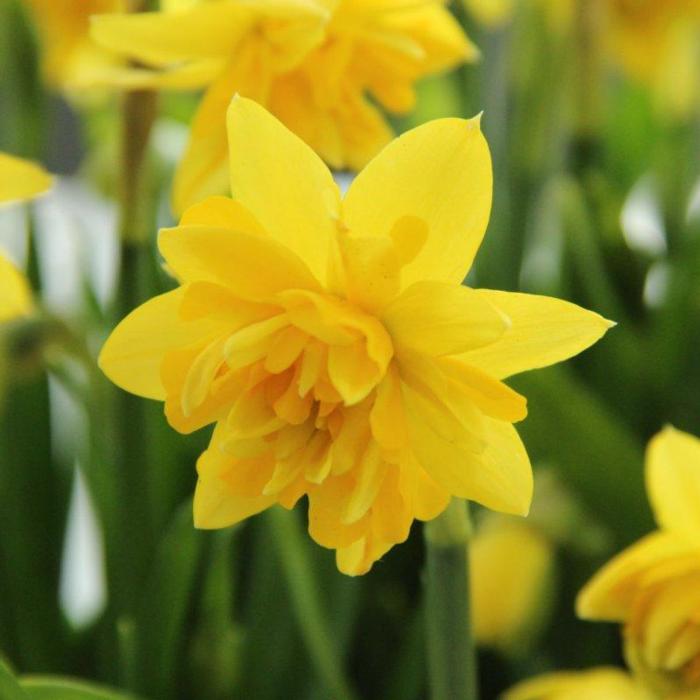 Narcissus 'Tête Deluxe' plant