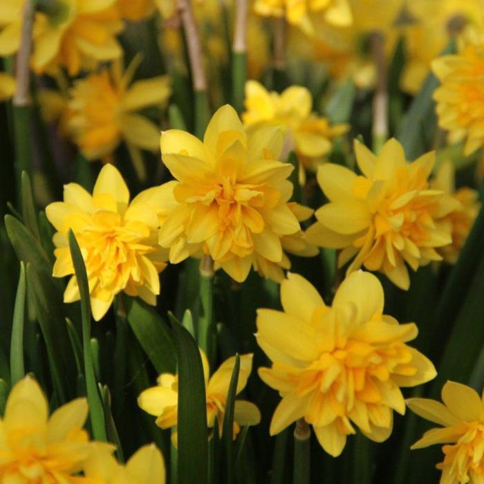 Narcissus 'Tête Deluxe' plant