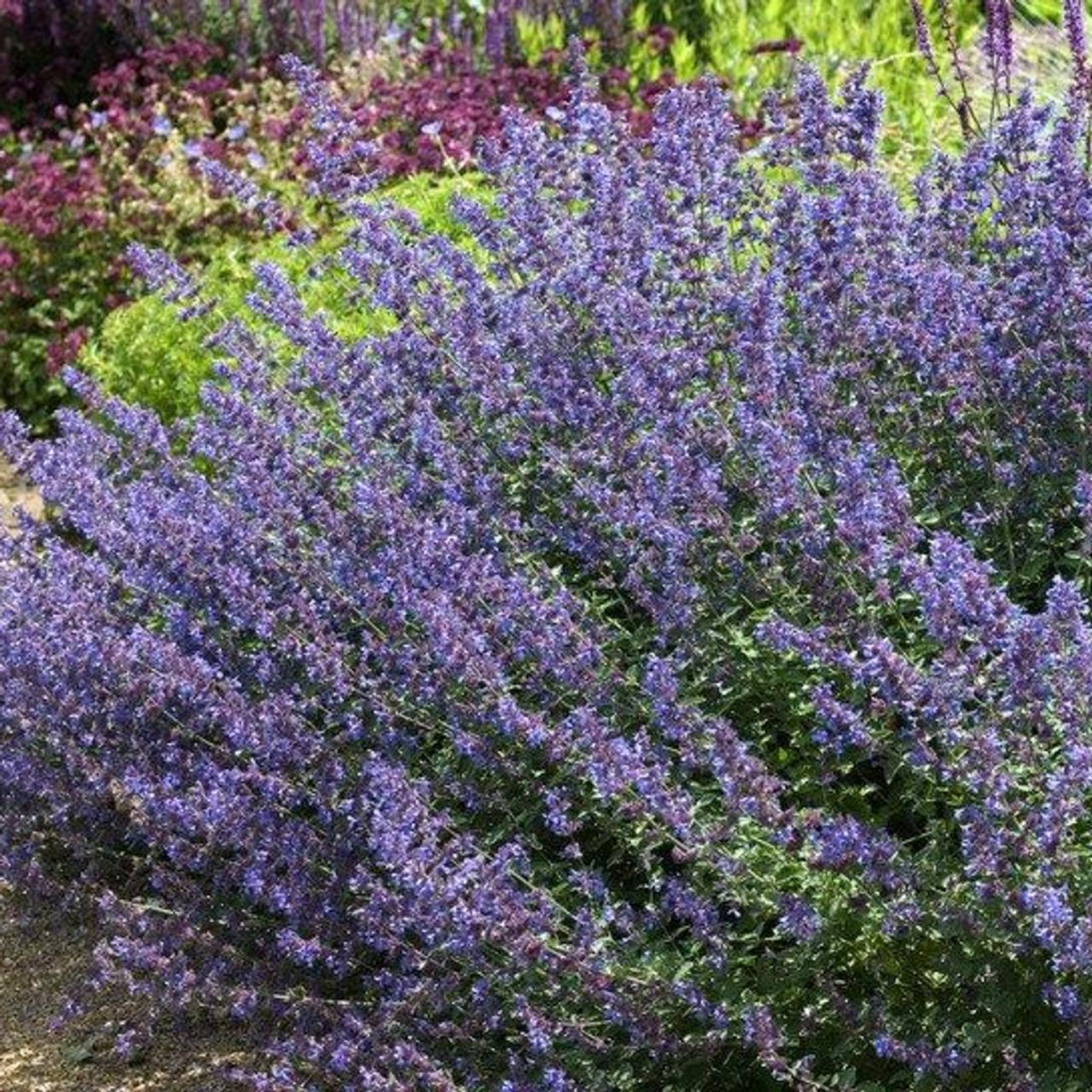 Nepeta faassenii 'Walker's Low' plant