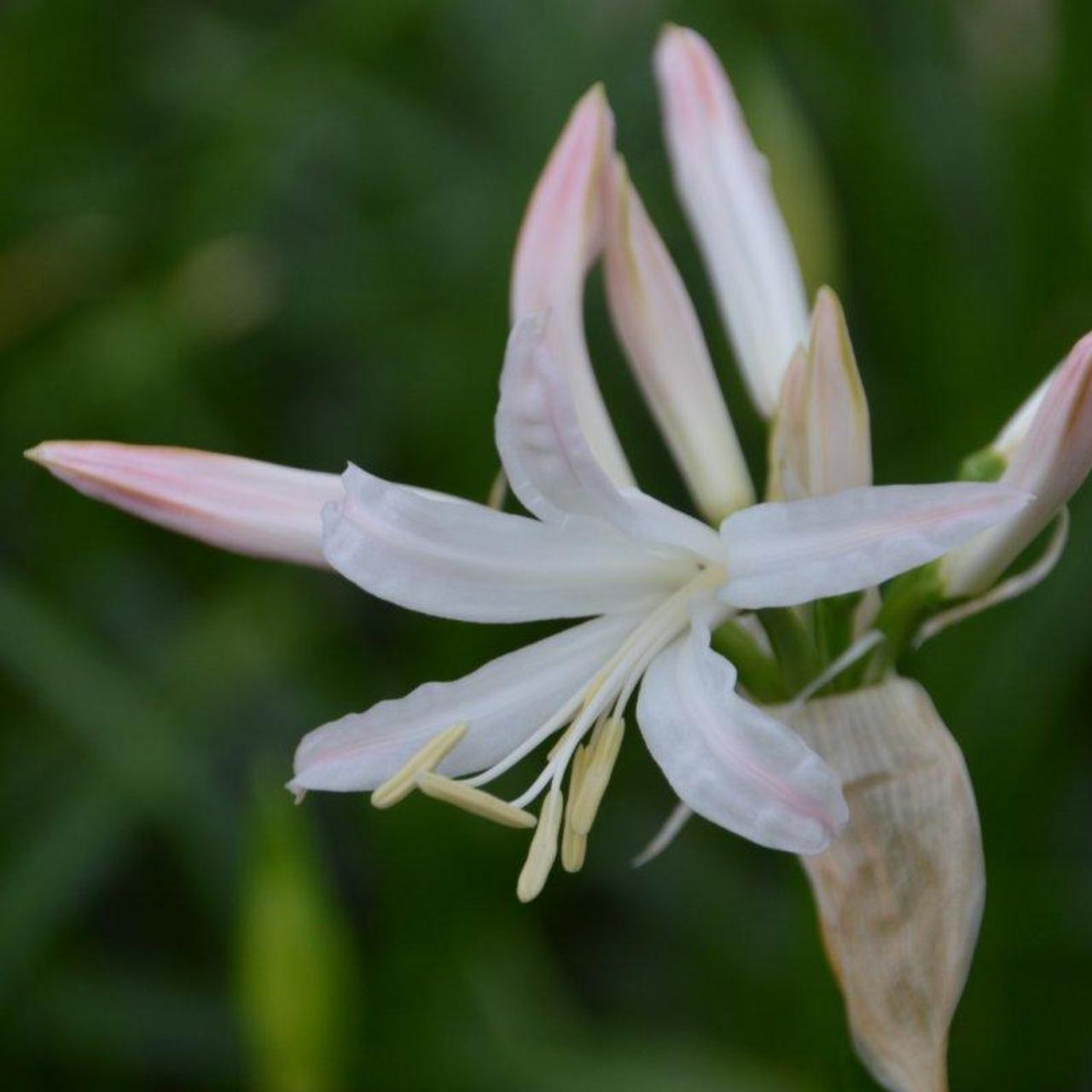 Nerine bowdenii 'Bioncé' plant