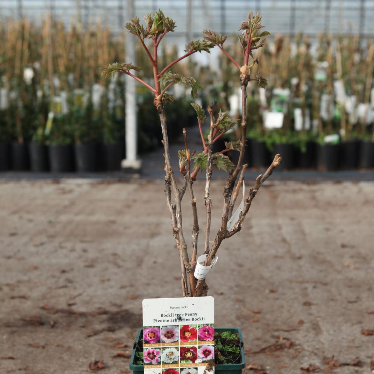 Paeonia rockii 'Pin Hong' plant