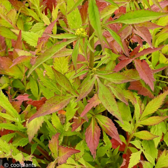 Patrinia monandra plant