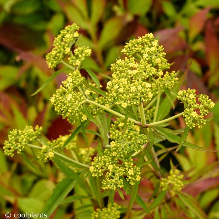 Patrinia monandra plant