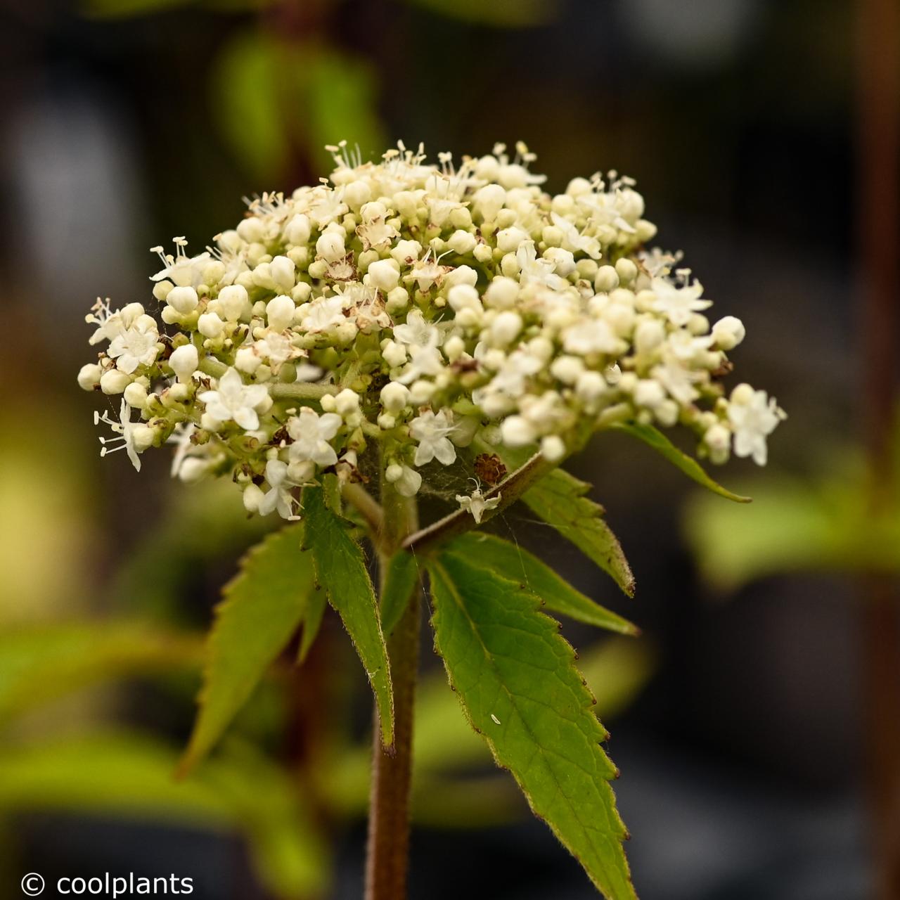 Patrinia villosa plant