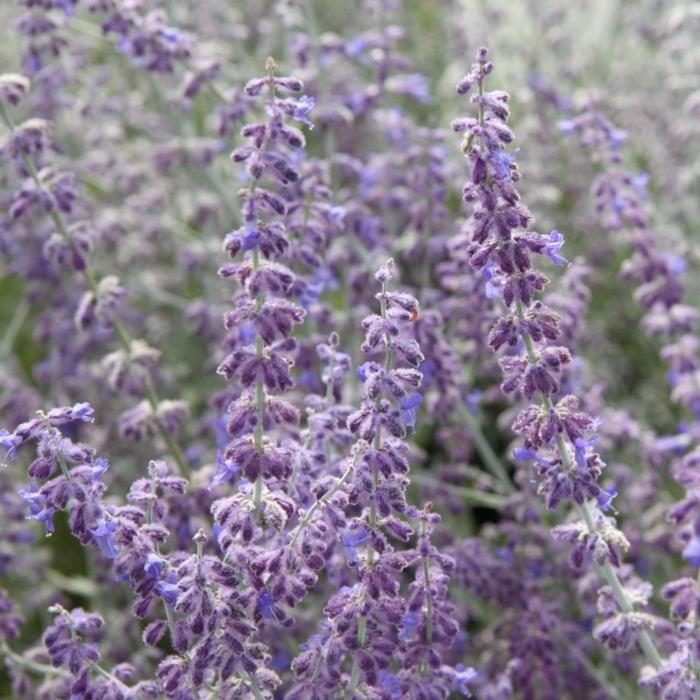 Perovskia atriplicifolia 'Little Spire' plant