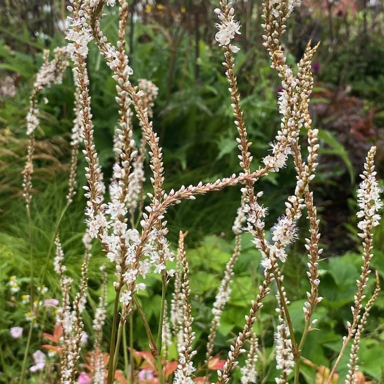 Persicaria amplexicaulis 'Alba Junior' plant