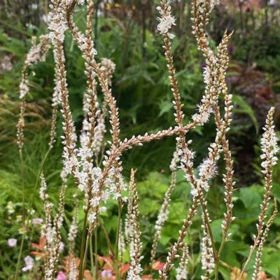 persicaria-amplexicaulis-alba-junior