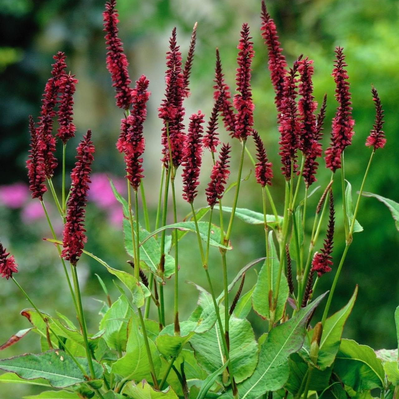 Persicaria amplexicaulis 'Blackfield' plant