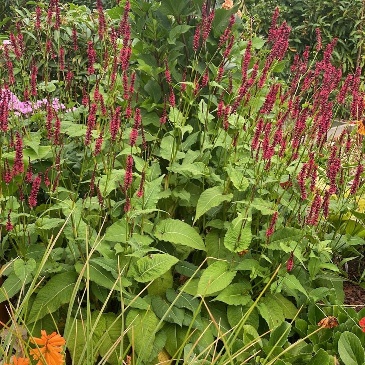 Persicaria amplexicaulis 'Bonfire' plant