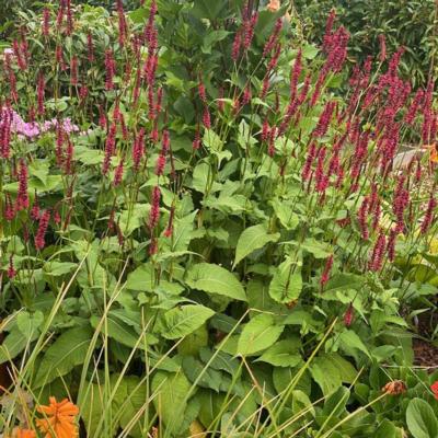 persicaria-amplexicaulis-bonfire