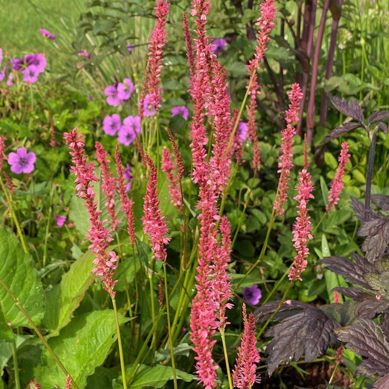 Persicaria amplexicaulis 'Flamingo Feathers' plant