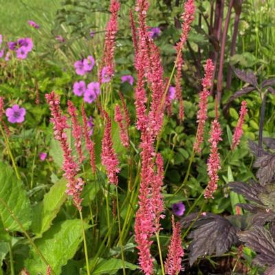 persicaria-amplexicaulis-flamingo-feathers