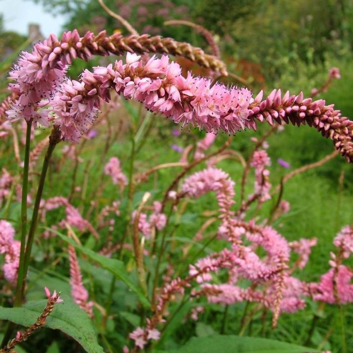 Persicaria amplexicaulis 'Pink Elephant' plant