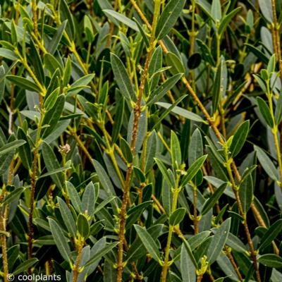 phillyrea-angustifolia-green-line