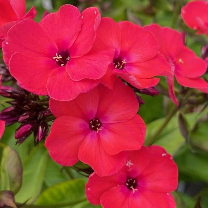 Phlox paniculata 'Famous Cerise' plant