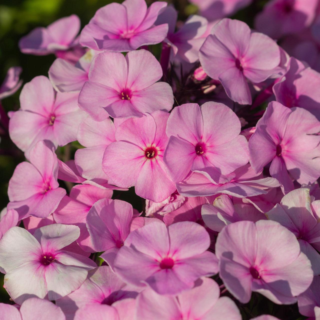 Phlox paniculata 'Famous Light Pink' plant