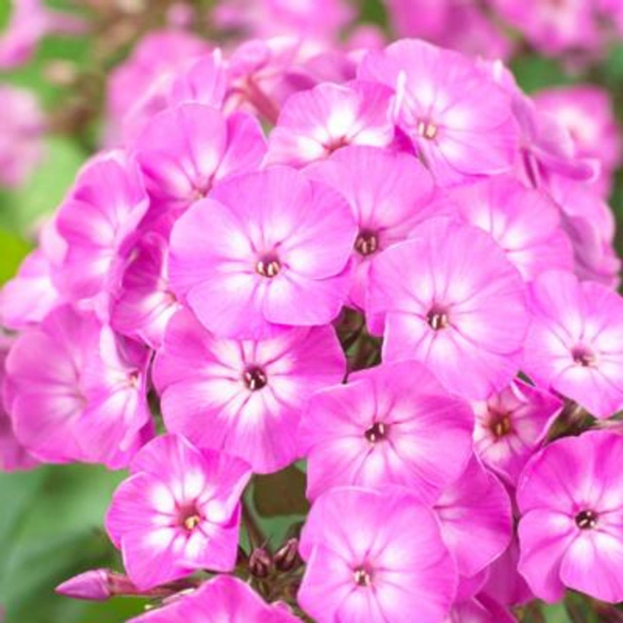 Phlox paniculata 'Famous Light Purple' plant