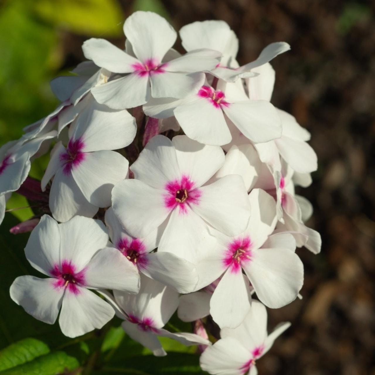 Phlox paniculata 'Famous White Eye' plant