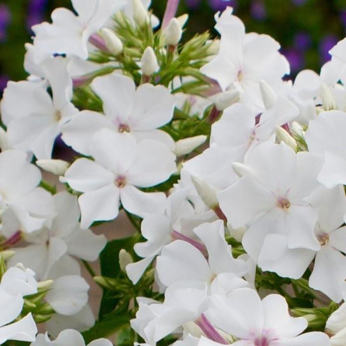 Phlox paniculata 'Famous White' plant