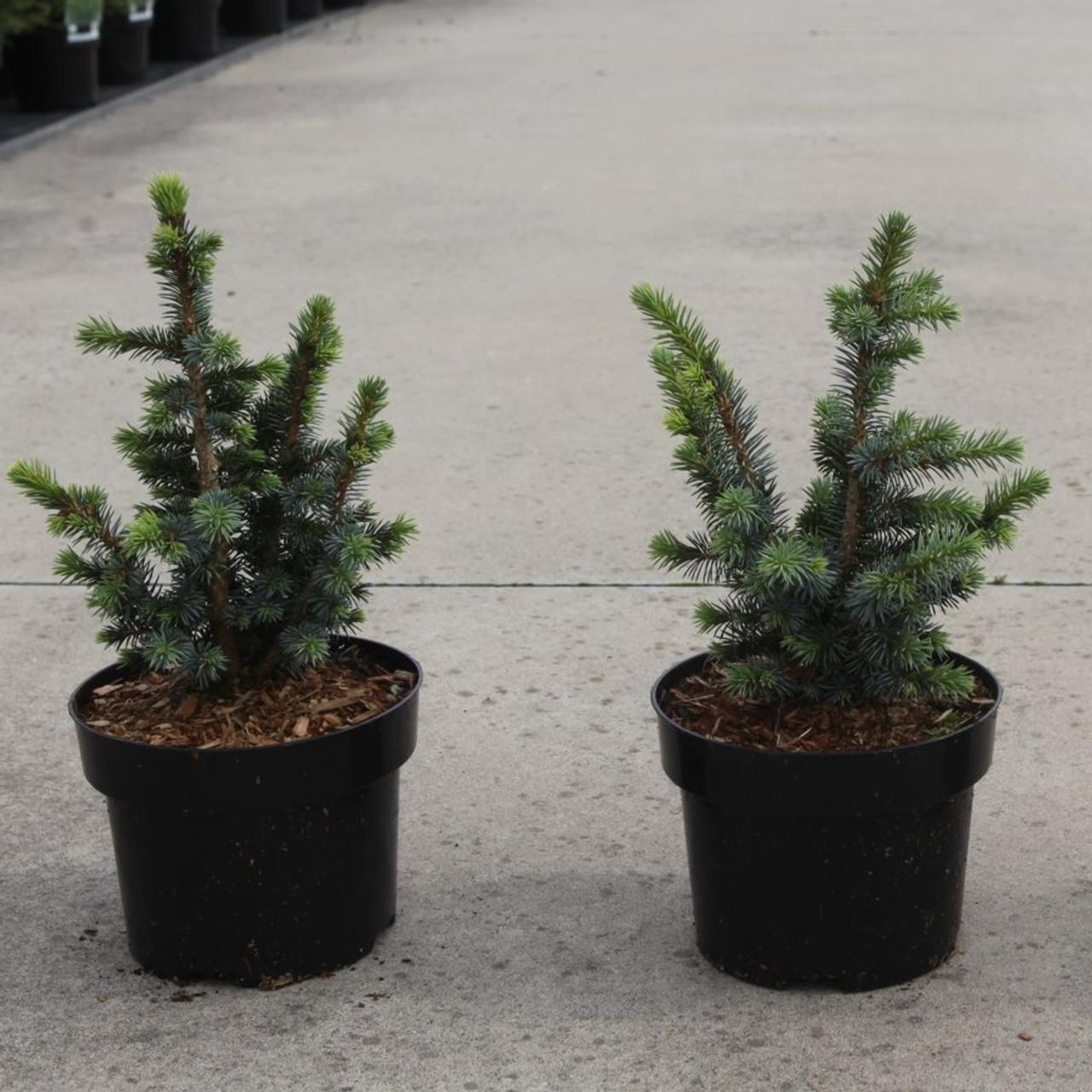 Picea sitchensis 'Midget' plant