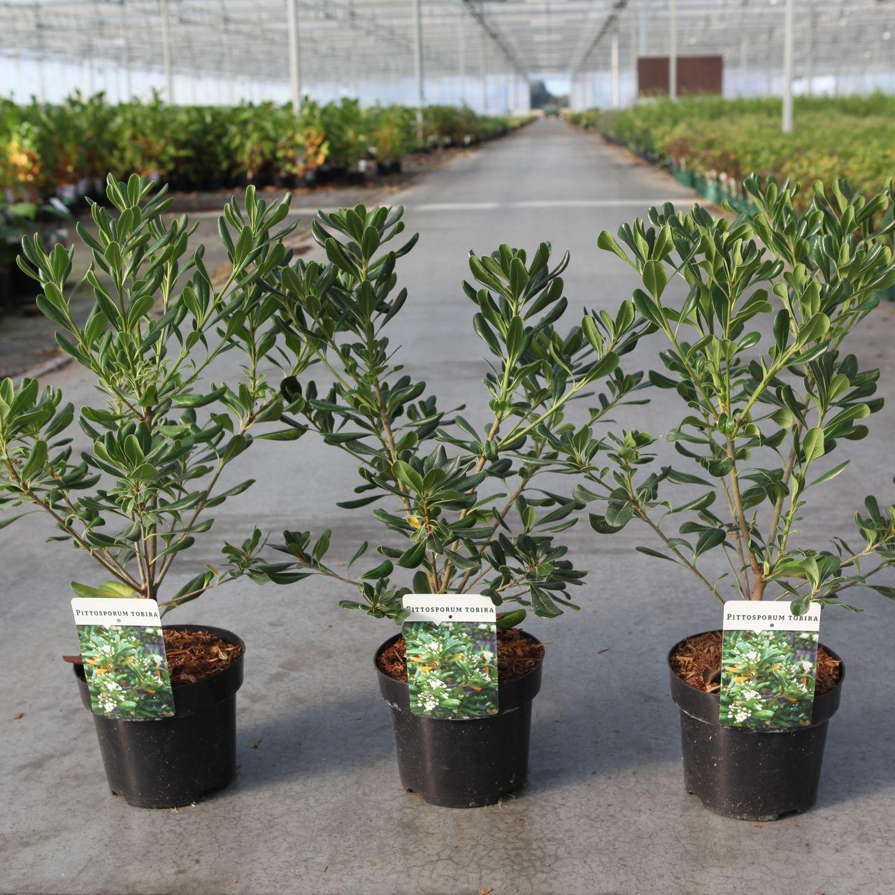 Pittosporum tobira plant