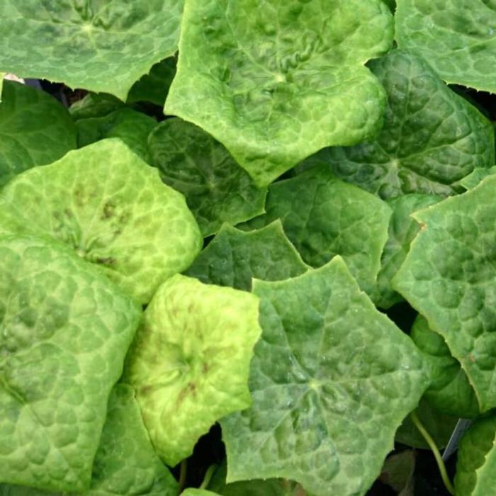 Podophyllum versipelle 'Spotty Dotty' plant