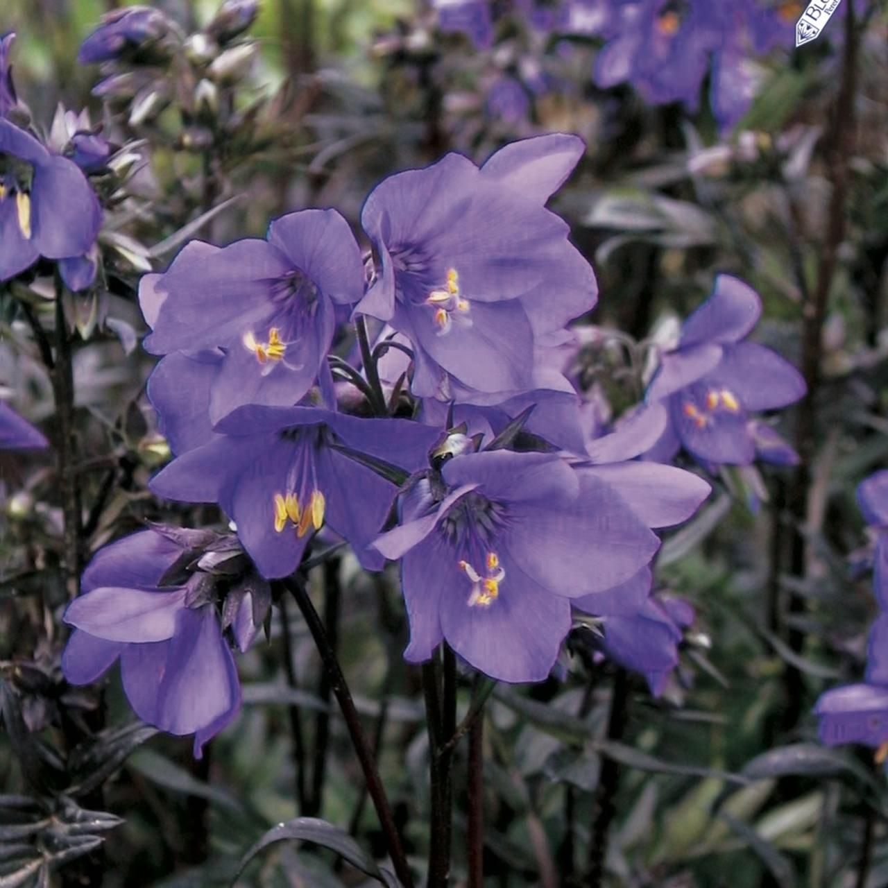 Polemonium 'Bressingham Purple' plant