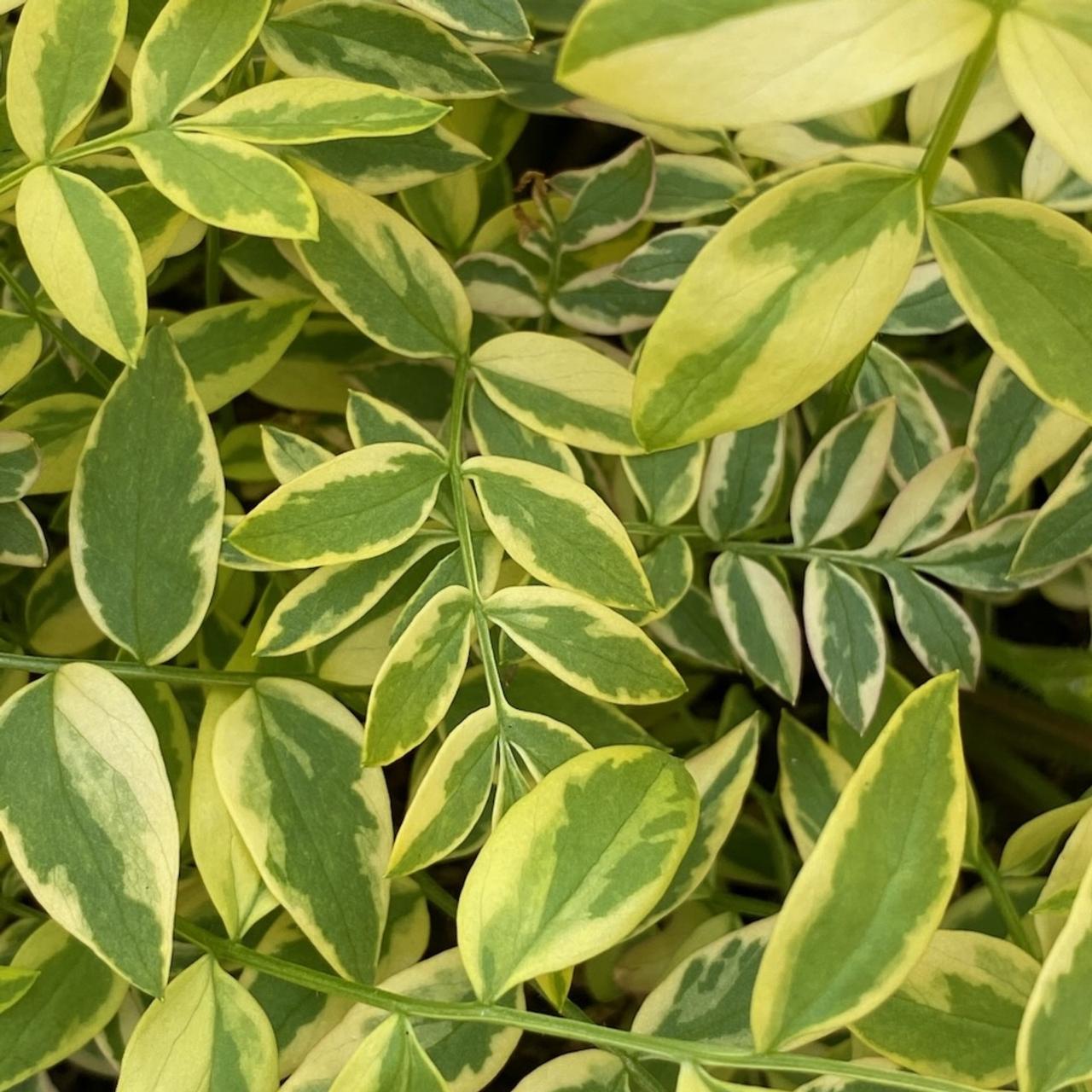 Polemonium 'Golden Feathers' plant