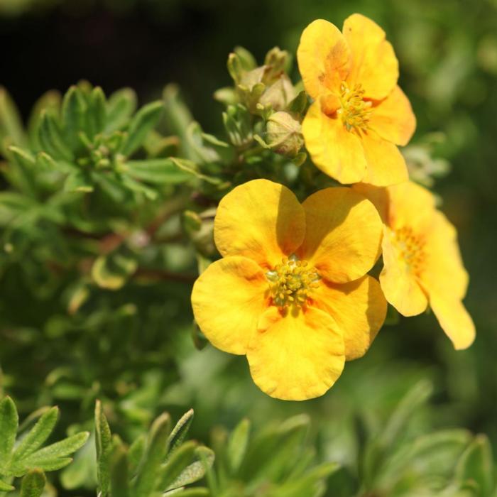 Potentilla fruticosa 'Mango Tango' plant