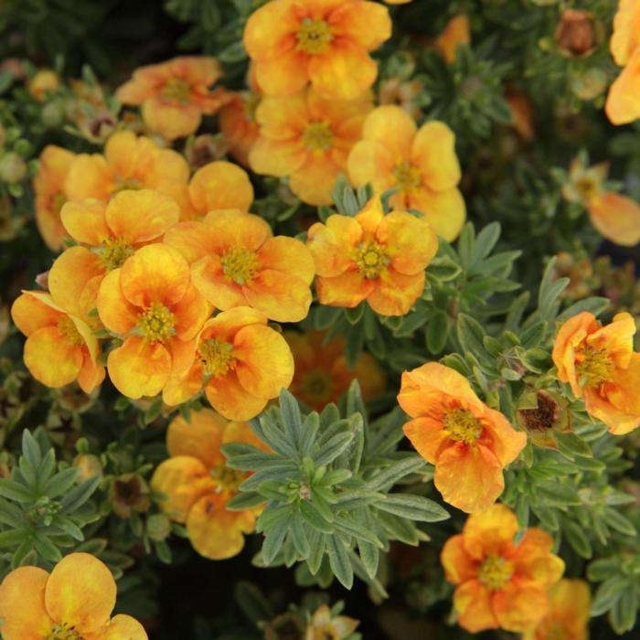 Potentilla fruticosa 'Mango Tango' plant