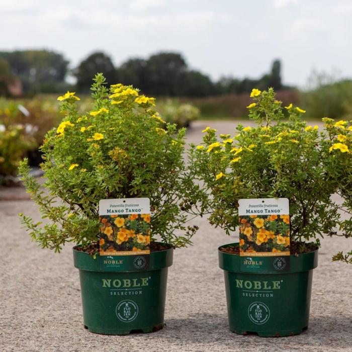 Potentilla fruticosa 'Mango Tango' plant