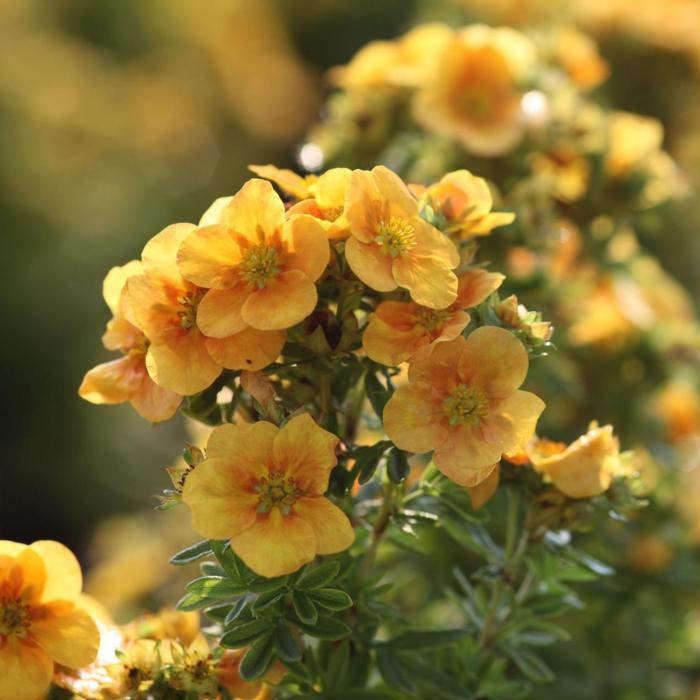 Potentilla fruticosa 'Mango Tango' plant