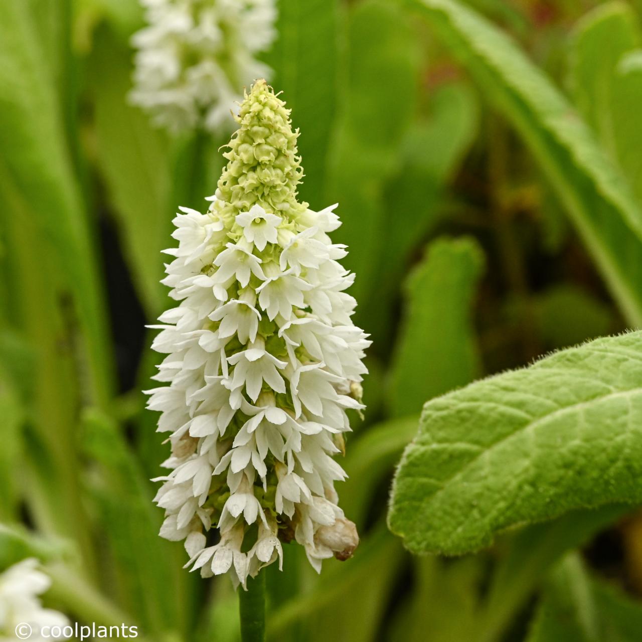 Primula vialii 'Alison Holland' plant