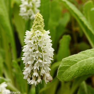 primula-vialii-alison-holland