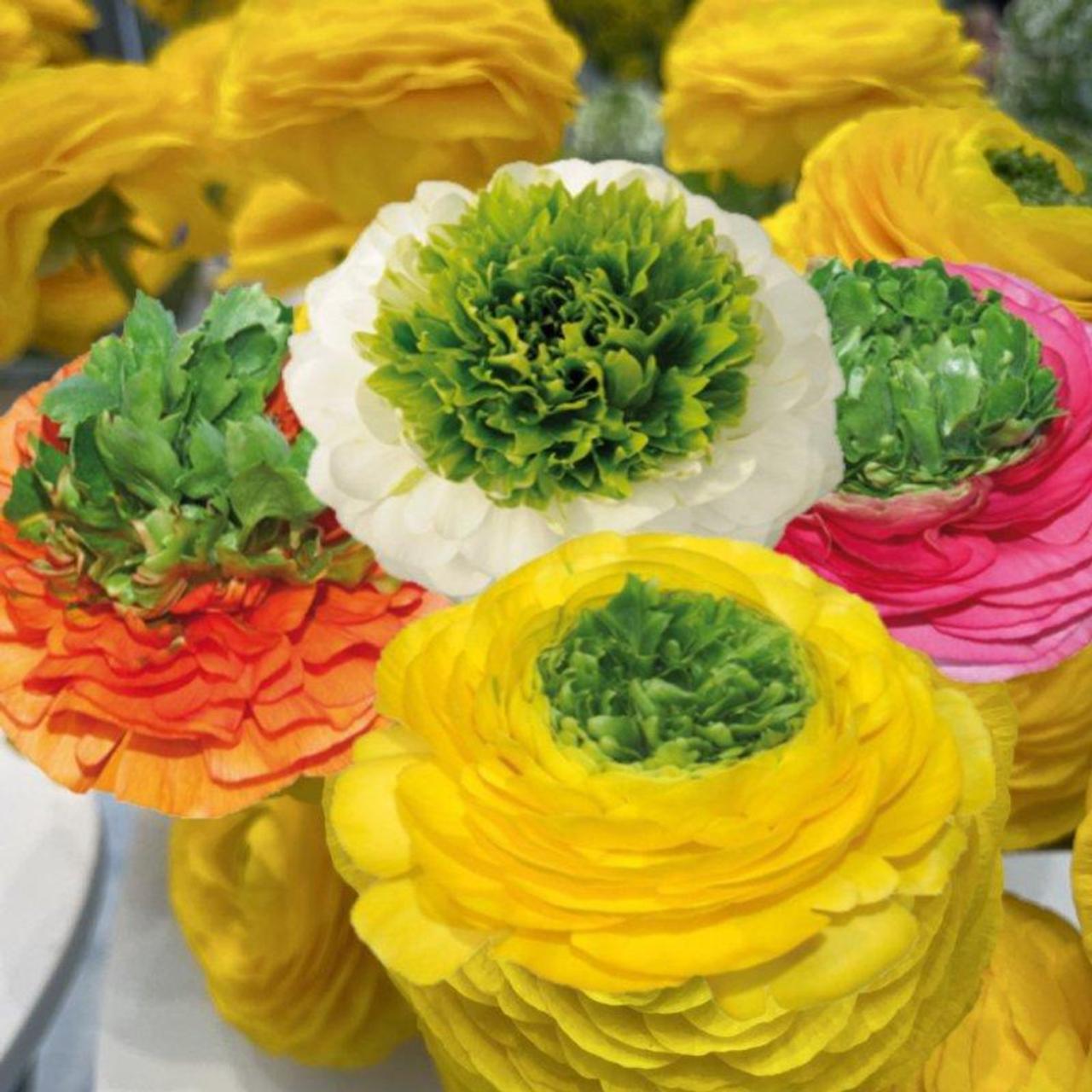 Ranunculus ELEGANCE 'Festival Mix' plant