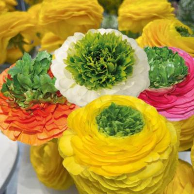 ranunculus-elegance-festival-mix