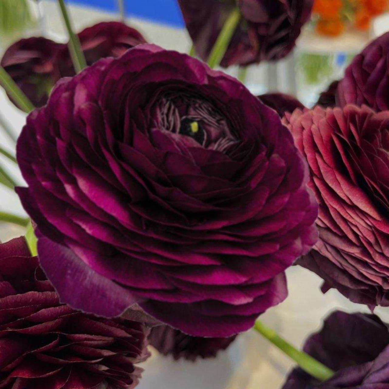 Ranunculus ELEGANCE 'Nero' plant