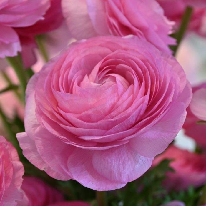 Ranunculus ELEGANCE 'Rosa' plant