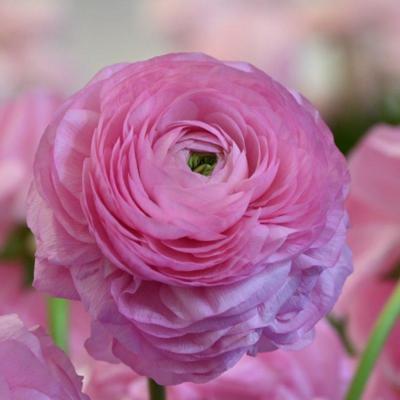 ranunculus-elegance-rosa