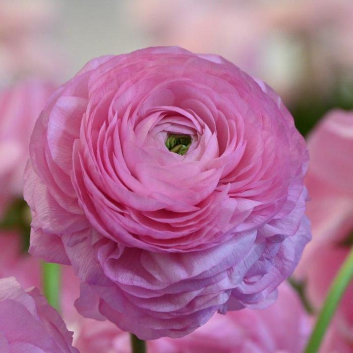 Ranunculus ELEGANCE 'Rosa' plant