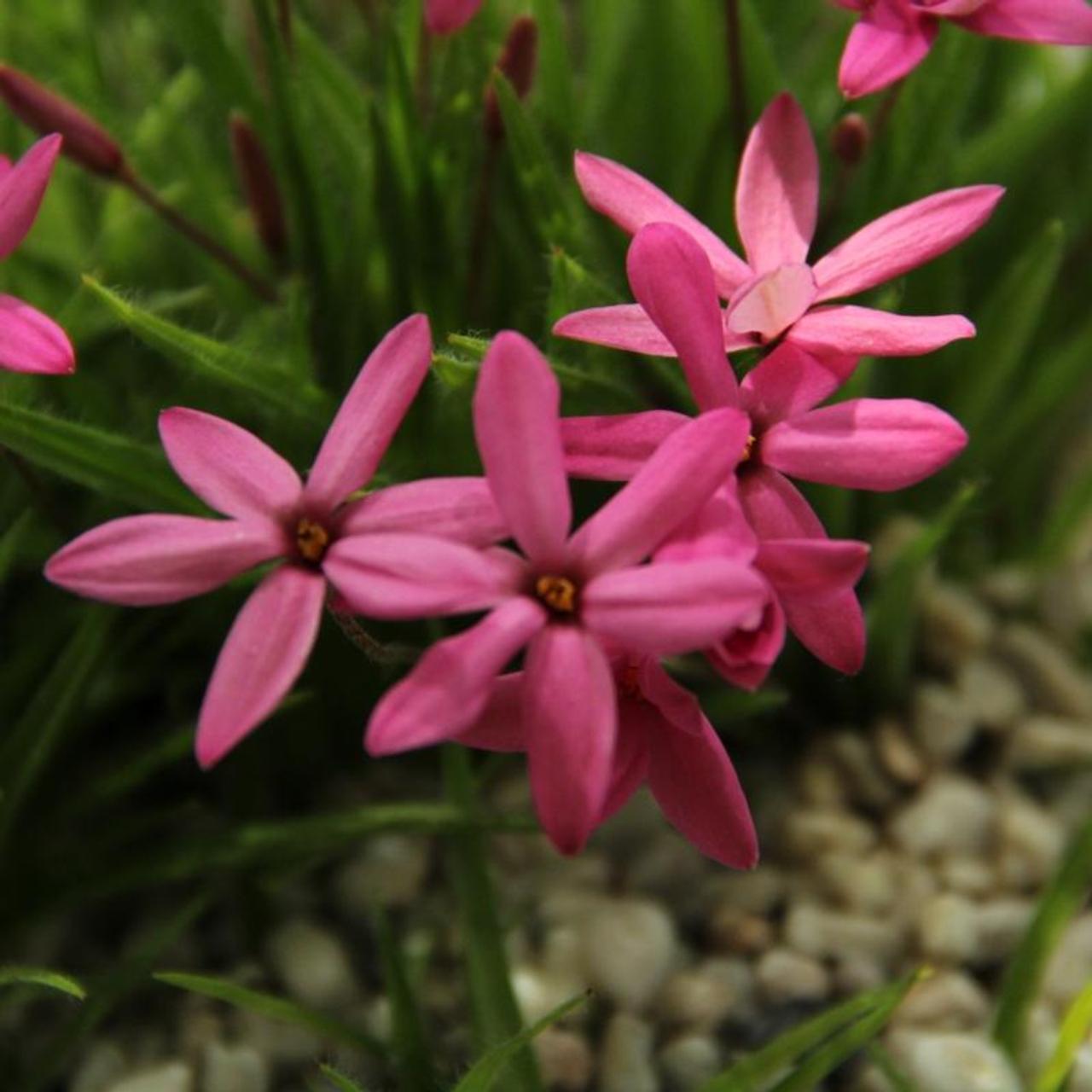 Rhodoxis 'Ruby Giant' plant