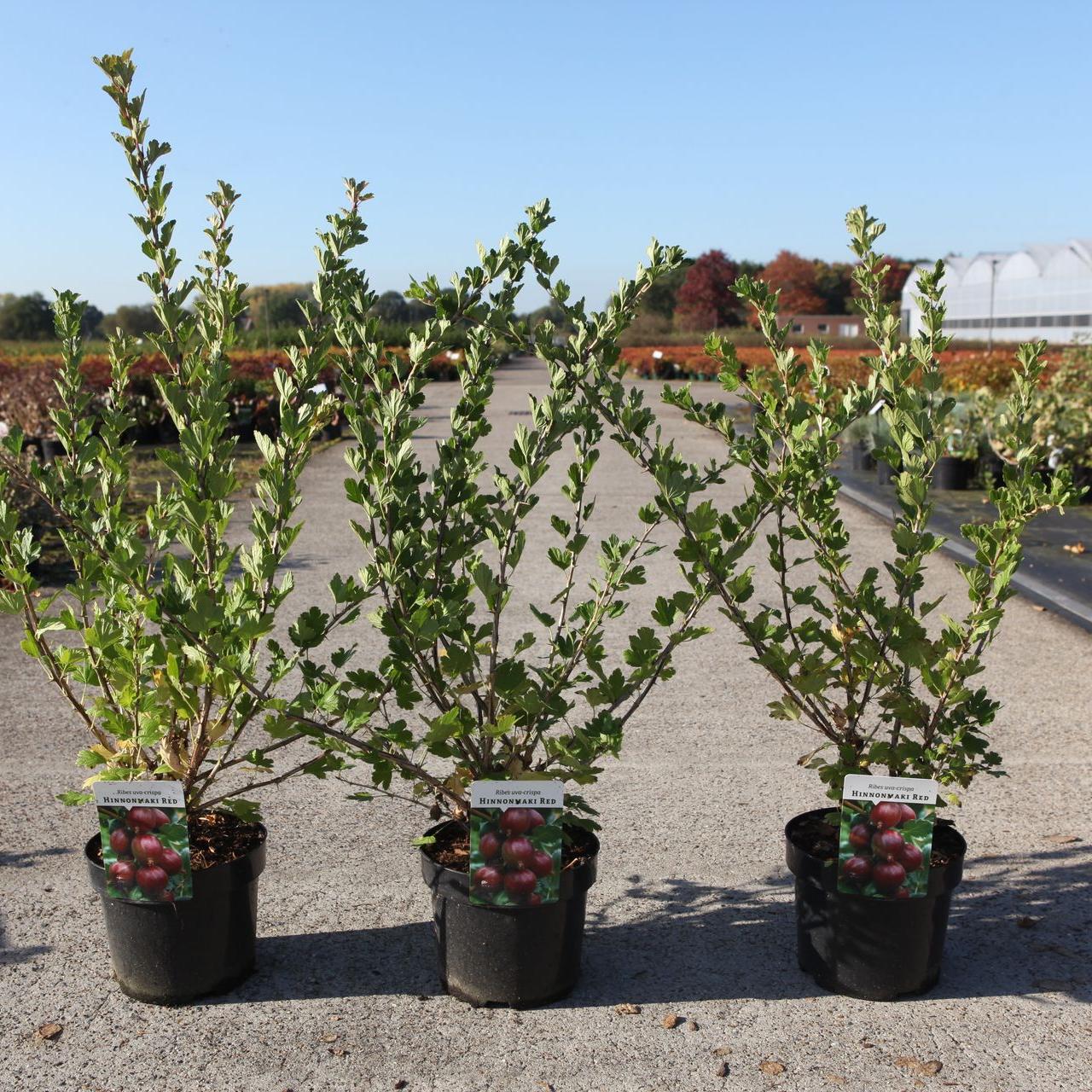 Ribes uva-crispa 'Hinnonmäki Röd' plant