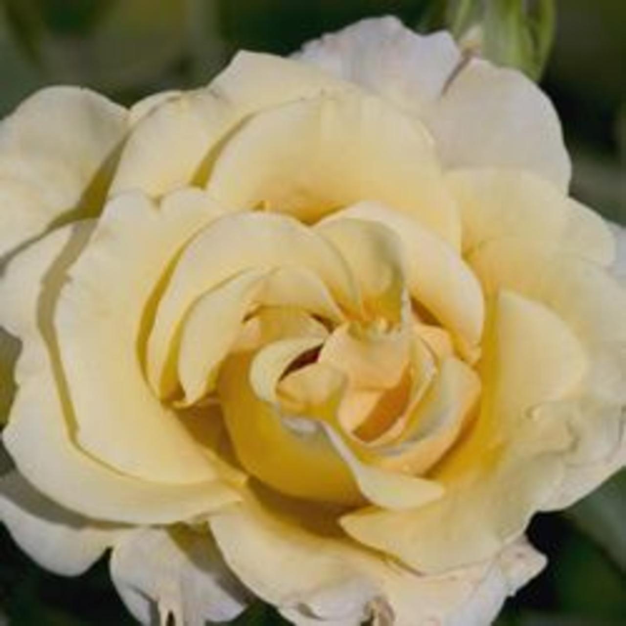 Rosa 'Centennial' Easy Elegance plant