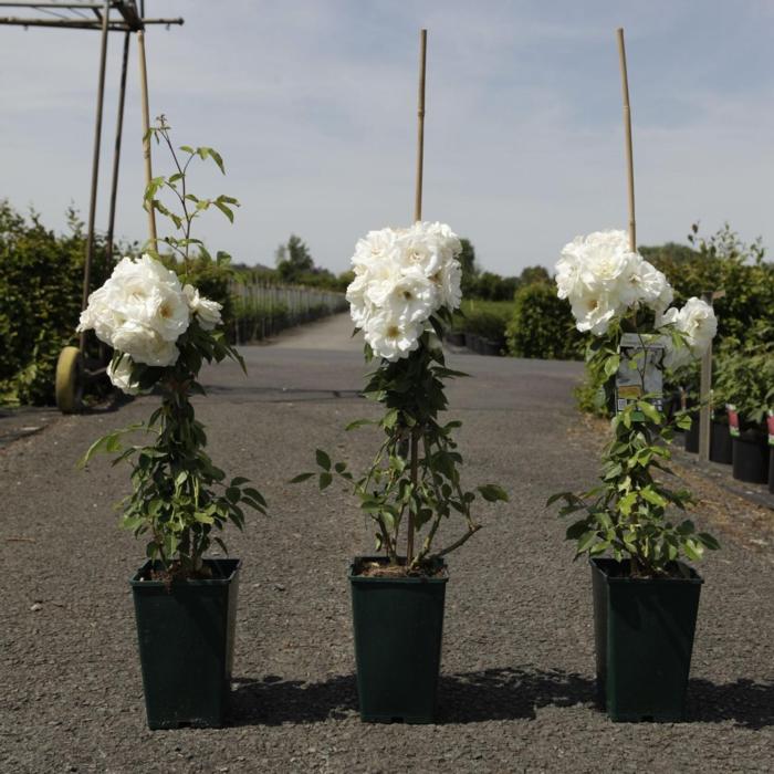 Rosa 'Climbing Schneewittchen' plant