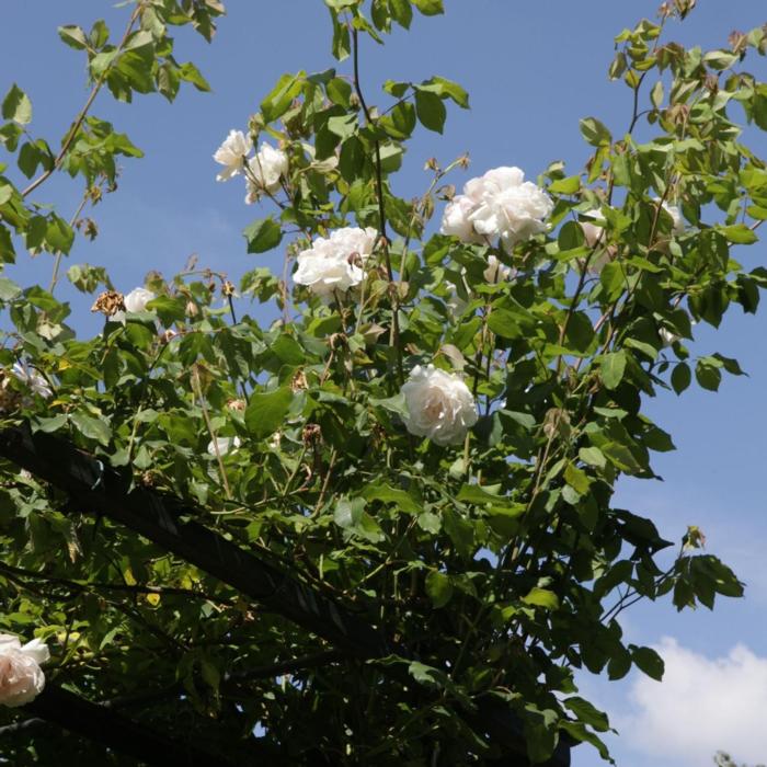 Rosa 'Climbing Schneewittchen' plant