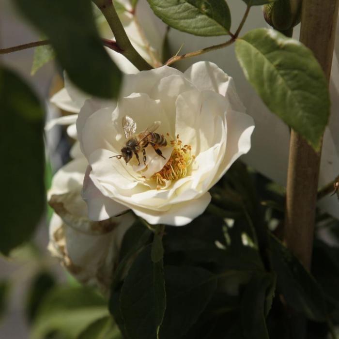 Rosa 'Climbing Schneewittchen' plant