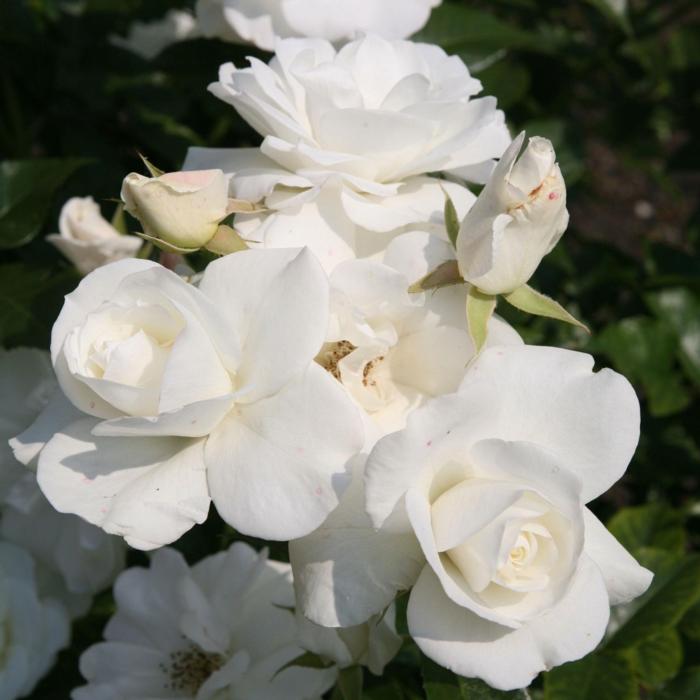 Rosa 'Climbing Schneewittchen' plant