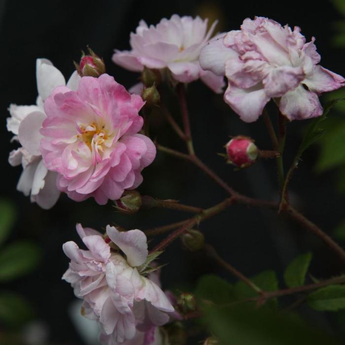 Rosa 'Guirlande Rose' plant