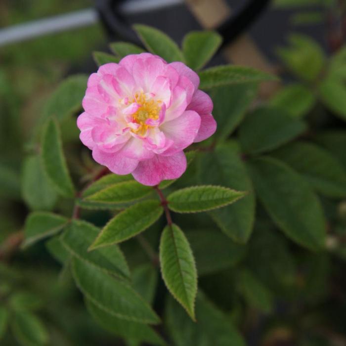 Rosa 'Guirlande Rose' plant